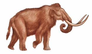 mamut.jpg