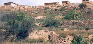 jardin-fusterico.jpg